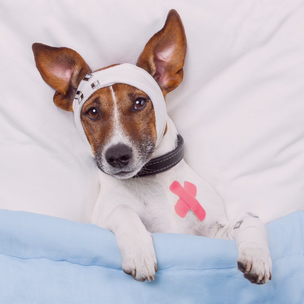 job benefit: pet insurance