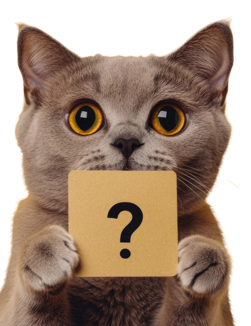 Questions from a Cat?
